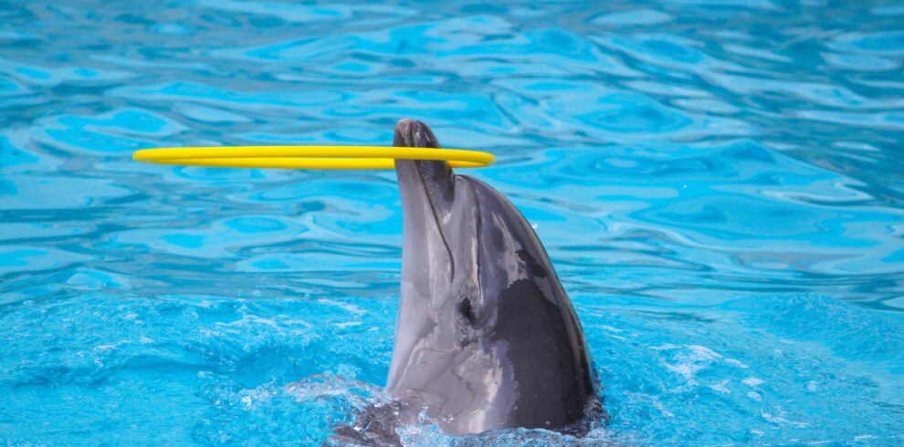 Dolphinarium